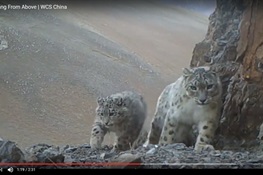 WCS SCIENTISTS RELEASE RARE FOOTAGE FROM “ROOFTOP OF THE WORLD”